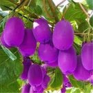 50 seeds Rare Heirloom Organic Purple Kiwi Fruit