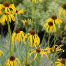 100 seeds Heirloom 'Paradoxa' Yellow Spider Echinacea purpurea
