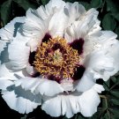 5 seeds Heirloom White Dark Red Tree Peony Flower