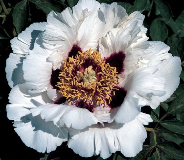 5 seeds Heirloom White Dark Red Tree Peony Flower
