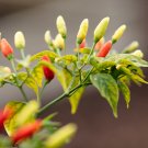 300 seeds White Hot Chili Pepper
