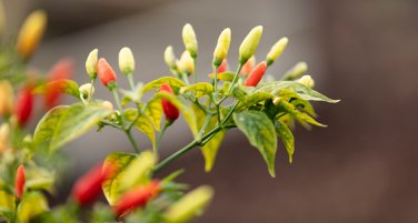 300 seeds White Hot Chili Pepper