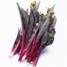 40 seeds Organic Red Chinese Kale Vegetable