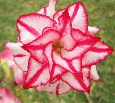 2 seeds Heirloom 'Five Stars' Double Adenium Desert Rose