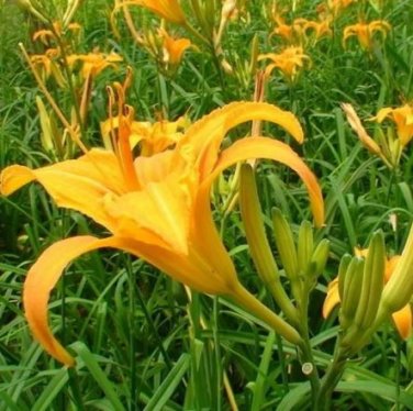20 seeds Day Lily Flower Vegetables