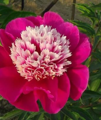 5 seeds Peony Dark Red 2-layer Petals Pink Ball Flower