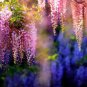 5 seeds Wisteria Wisteria Vine Saplings Seeds Pink and Purple Flowers