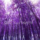 50 seeds Bamboo Seed Lucky Moso Tree Seeds Dark Purple Color