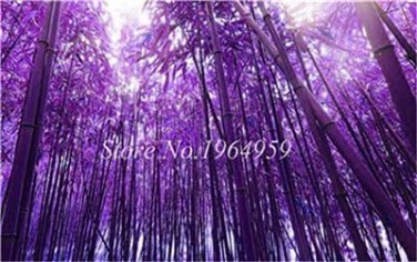 50 seeds Bamboo Seed Lucky Moso Tree Seeds Dark Purple Color