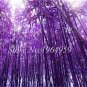50 seeds Bamboo Seed Lucky Moso Tree Seeds Dark Purple Color