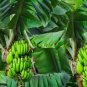100 seeds Dwarf Banana Seeds Apple Green Skin