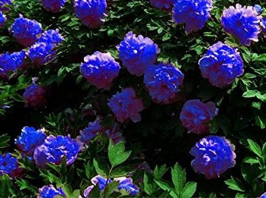 10 seeds Chinese Peony Tree Seeds Blue Double Flowers