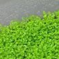 1000 seeds Aquarium Grass Seeds Aquatic Fish Tank Decor Water Plants
