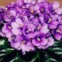 100 seeds Beautiful Plant Bonsai Flower Bonsai African Red Purple Mini Blue Violet