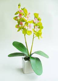 100 seeds Mini Bonsai Orchid