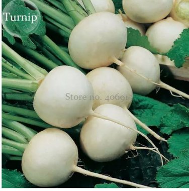 100 seeds White Egg Snowball Turnip, organic Chinese vegetables
