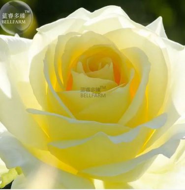 50 seeds Rose Bright Light Yellow Big Blooms Flower Seeds