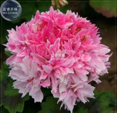 10 seeds Geranium Bonsai Rose Red & Light Pink Flowers with Sharp Corner Plant