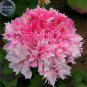 10 seeds Geranium Bonsai Rose Red & Light Pink Flowers with Sharp Corner Plant