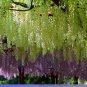 100 seeds rue Variety Rare Green Wisteria Climbing Woody Plant Flower