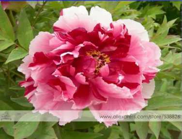 5 seeds Multicolor Japanese Tree Peony Flower '' Shima-nishiki - Dao Jin