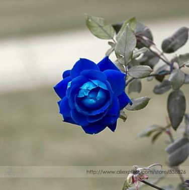 20 seeds Rare 'Princess' Blue Rose Plant Perennial Flower