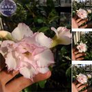 2 seeds Rare 'shy pink girl' Adenium Desert Rose