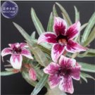 2 seeds 'Zhu Erdu' Pink Dark Red Adenium Desert Rose