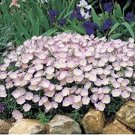 100 seeds Evening Primrose