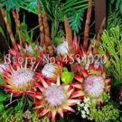 200 seeds Protea Cynaroides