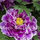 10 seeds  Chinese Rose Tree Seeds - Purple Big Blooms Flowers with White Edge