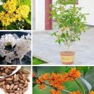 20 seeds Osmanthus Fragrans  Charming and Fragrant Sweet Olive Tree Mixed Colors