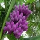100 seeds Dwarf Banana Seeds - Purple Skin