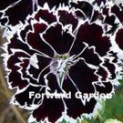 100 seeds Dianthus Caryophyllus Seeds Carnation Black Double Flowers with White Edge