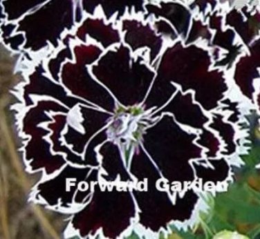 100 seeds Dianthus Caryophyllus Seeds Carnation Black Double Flowers with White Edge