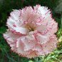 100 seeds Dianthus Caryophyllus Seeds Carnation Black Double Flowers with White Edge