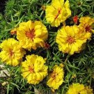 100 seeds Mixed Color Moss-Rose Purslane Double Flower Bonsai for Planting
