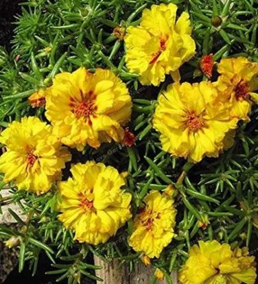 100 seeds Mixed Color Moss-Rose Purslane Double Flower Bonsai for Planting