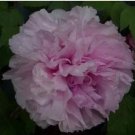 10 seeds 'Paeonia suffruticosa Andr' Tree Peony Bonsai,Rare Beautiful Garden Flower Mix Color