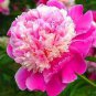 10 seeds 'Paeonia suffruticosa Andr' Tree Peony Bonsai,Rare Beautiful Garden Flower Mix Color
