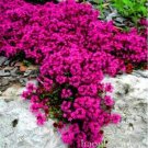 500 seeds Creeping Thyme Bonsai or Blue Rock CRESS Plant