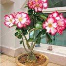 1 seeds Desert Rose Bonsai, Potted Flowers Bonsai,