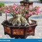 1 seeds Desert Rose Bonsai, Potted Flowers Bonsai,