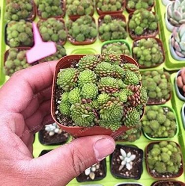 100 seeds Monanthes Polyphylla Bonsai Succulent Bonsai Flower Bonsai Indoor