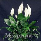 100 seeds ,Spathiphyllum Bonsai, Potted Balcony