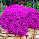 205 seeds rare ROCK cress Seeds Climbing plant Creeping Thyme