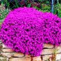 205 seeds rare ROCK cress Seeds Climbing plant Creeping Thyme