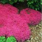 205 seeds rare ROCK cress Seeds Climbing plant Creeping Thyme