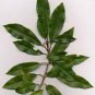 20 seeds Cinnamon Bonsai Evergreen Tree Potted Plant for Home Garden