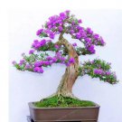 50 seeds Colorful Bonsai Lilac Plant Japanese Lilac (Extremely Fragrant) Clove Flower Bonsai
